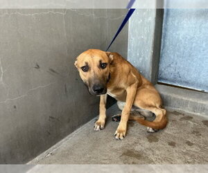 German Shepherd Dog-Unknown Mix Dogs for adoption in San Bernardino, CA, USA