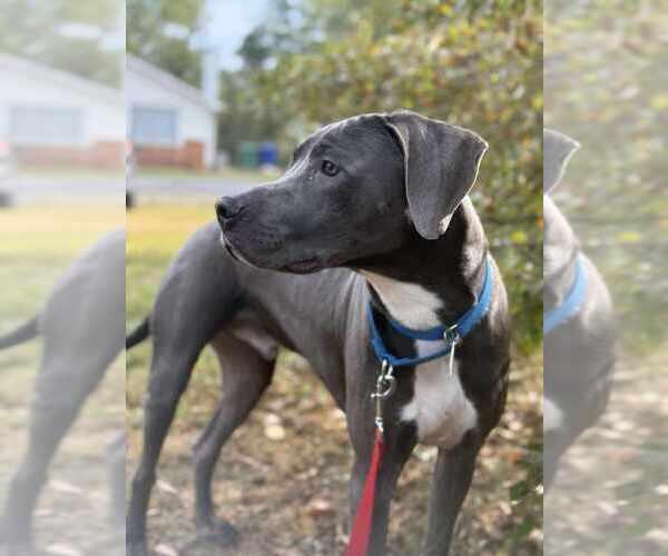 Medium Photo #3 Mutt Puppy For Sale in Candler, NC, USA