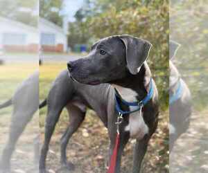 Thor - Male Mutt Dog for Adoption - Photo #3