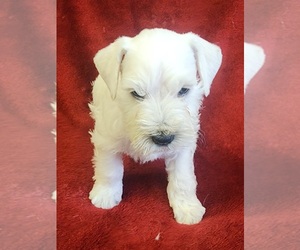 Schnauzer (Miniature) Puppy for sale in LUCASVILLE, OH, USA
