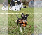 Small Photo #7 Chihuahua Puppy For Sale in HAMPTON, VA, USA