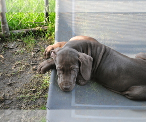 Great Dane Puppy for Sale in BANGOR, Wisconsin USA