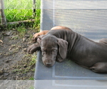 Small Photo #1 Great Dane Puppy For Sale in BANGOR, WI, USA