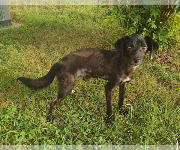 Medium Photo #6 Pomeagle Puppy For Sale in Cookeville, TN, USA