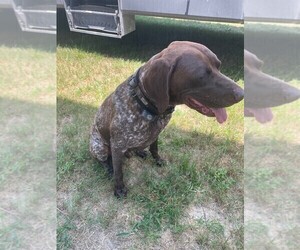 Father of the German Shorthaired Pointer puppies born on 09/04/2022