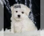 Small #4 Maltese