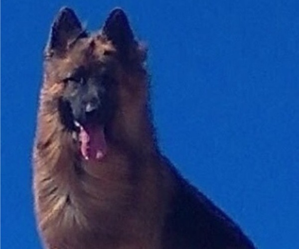 Medium Photo #1 King Shepherd Puppy For Sale in GRAND CANYON CAVERNS, AZ, USA