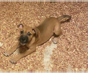 Black Mouth Cur-Unknown Mix Dogs for adoption in Brooksville, FL, USA