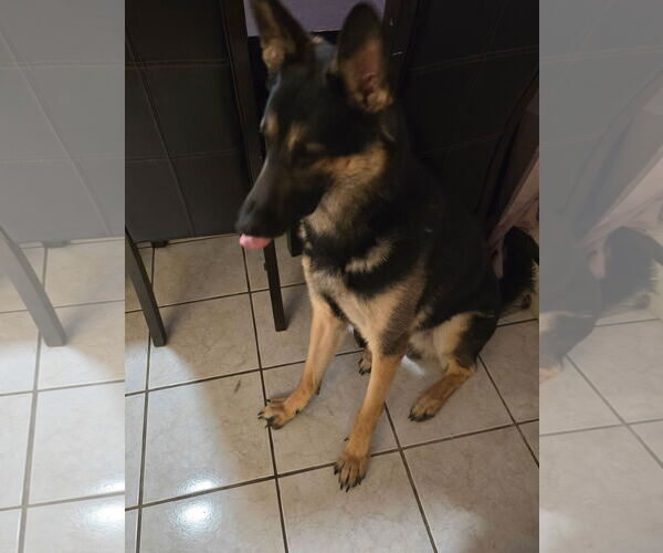 Medium Photo #2 German Shepherd Dog Puppy For Sale in Dumont, NJ, USA