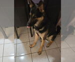 Small #1 German Shepherd Dog