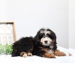 Small #2 Bernedoodle (Miniature)