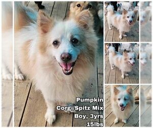 Pembroke Welsh Corgi-pomeranian spitz Mix Dogs for adoption in Seattle, WA, USA