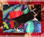 Small Photo #13 Pembroke Welsh Corgi Puppy For Sale in GALLEGOS, NM, USA