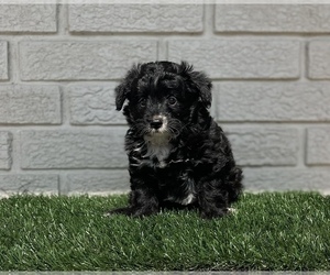 Aussiedoodle Miniature -Poodle (Toy) Mix Puppy for sale in EL CAMPO, TX, USA