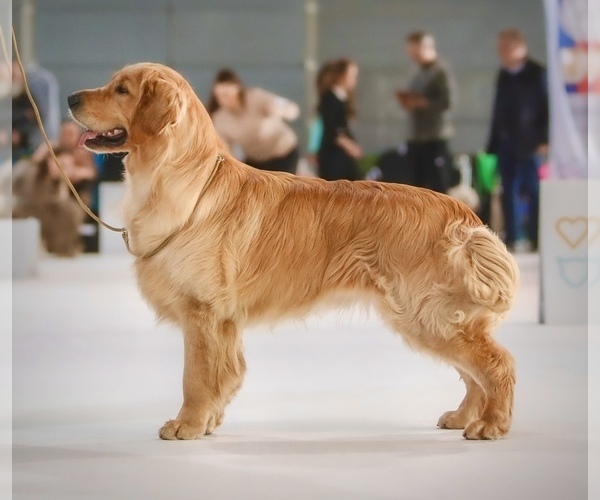 Medium Photo #1 English Cream Golden Retriever Puppy For Sale in Khmelnytskyi, Khmelnytskyi, Ukraine