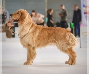 Father of the English Cream Golden Retriever puppies born on 08/18/2025