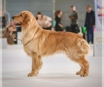 Small Photo #1 English Cream Golden Retriever Puppy For Sale in Khmelnytskyi, Khmelnytskyi, Ukraine