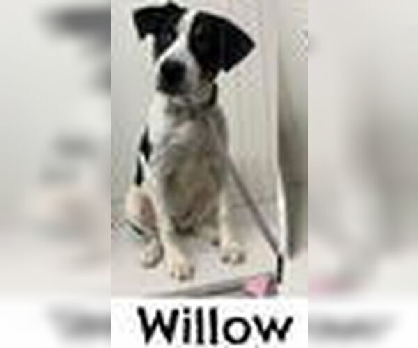 Medium Photo #1 Mutt Puppy For Sale in Bloomingdale, NJ, USA