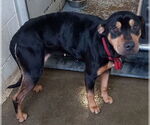 Small #6 Rottweiler Mix