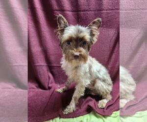 Mutt Dogs for adoption in Smithfield, PA, USA