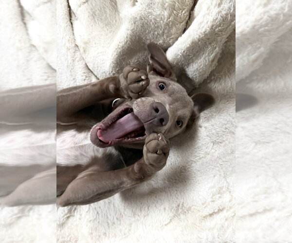 Medium Photo #7 Mutt Puppy For Sale in Oak Bluffs, MA, USA