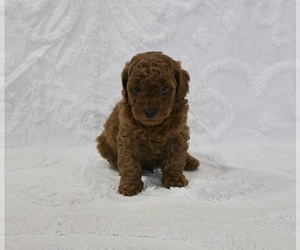 Goldendoodle (Miniature) Puppy for sale in SUGARCREEK, OH, USA