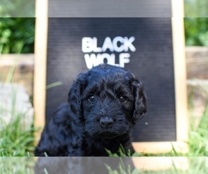 Cock-A-Poo Puppy for sale in NEW PARIS, IN, USA