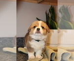 Small Photo #6 Pembroke Welsh Corgi Puppy For Sale in ROCK VALLEY, IA, USA