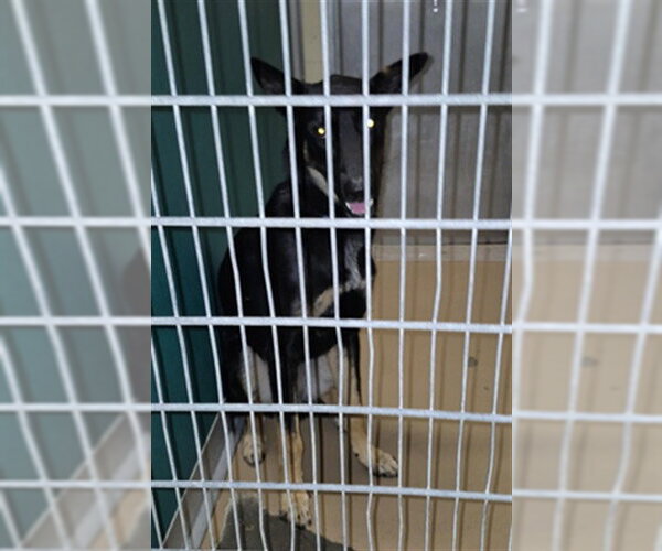 Medium Photo #1 German Shepherd Dog-Unknown Mix Puppy For Sale in Texas City, TX, USA