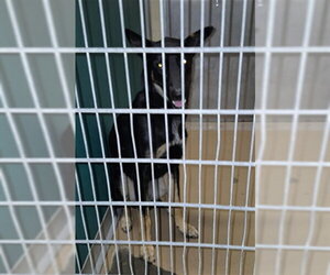 German Shepherd Dog-Unknown Mix Dogs for adoption in Texas City, TX, USA