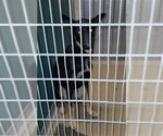 DOUGLAS - Male German Shepherd Dog-Unknown Mix Dog for Adoption - Small photo