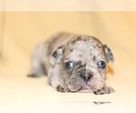 Small Photo #2 French Bulldog Puppy For Sale in CHAPPAQUA, NY, USA