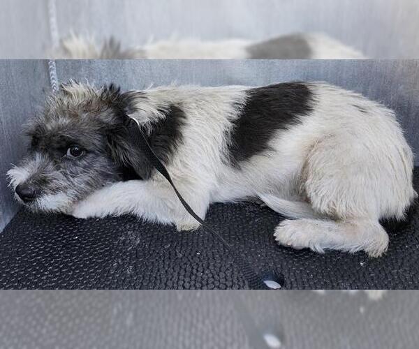 Medium Photo #1 Mutt Puppy For Sale in San Antonio, TX, USA