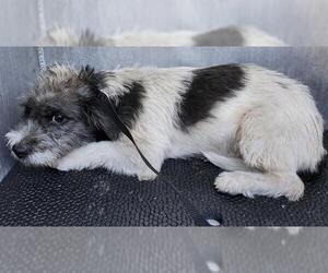 Mutt Dogs for adoption in San Antonio, TX, USA