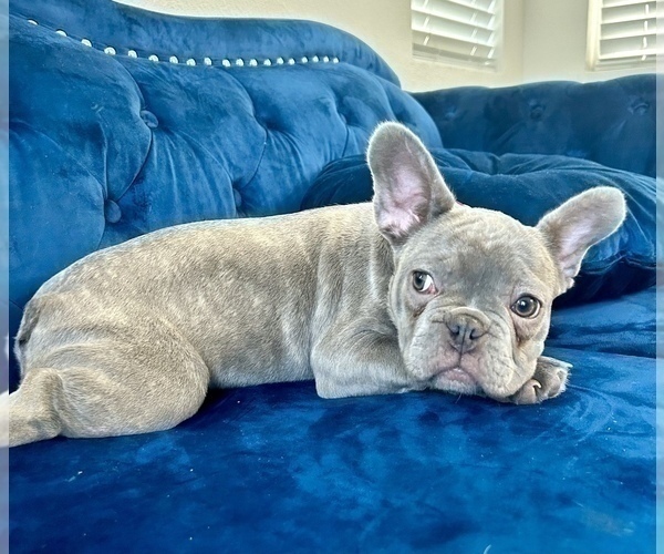 Medium Photo #3 English Bulldog Puppy For Sale in LAS VEGAS, NV, USA