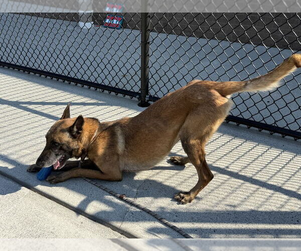 Medium Photo #4 Mutt Puppy For Sale in Imlay City, MI, USA