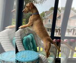 Small #2 Basset Hound-Labrador Retriever Mix