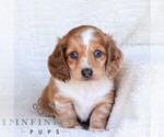 Small #3 Dachshund