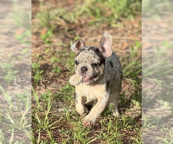 Medium Photo #5 French Bulldog Puppy For Sale in LAKE WALES, FL, USA