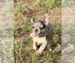 Small Photo #41 French Bulldog Puppy For Sale in LAKE WALES, FL, USA