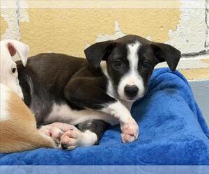 Mutt Dogs for adoption in Tulsa, OK, USA