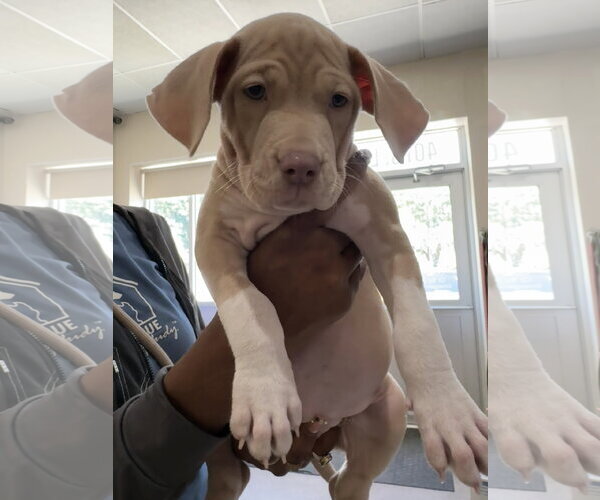 Medium Photo #6 Mutt Puppy For Sale in Sanford, FL, USA