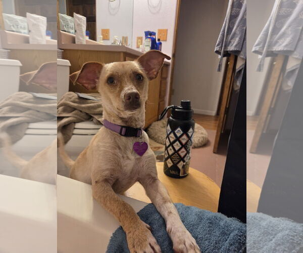 Medium Photo #4 ShiChi Puppy For Sale in Aurora, CO, USA