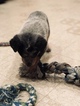 Small Photo #27 Australian Cattle Dog Puppy For Sale in PAHRUMP, NV, USA