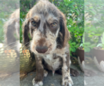 Image preview for Ad Listing. Nickname: Merle Male 2