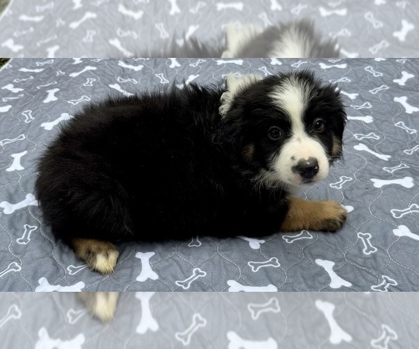 Medium Photo #6 Miniature Australian Shepherd Puppy For Sale in SALISBURY, NC, USA