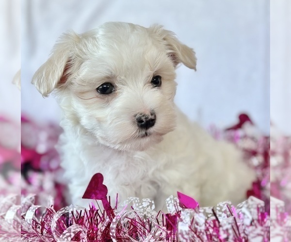Medium Photo #7 Maltese Puppy For Sale in ROCK STREAM, NY, USA
