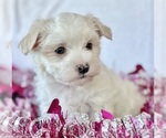 Small #6 Maltese