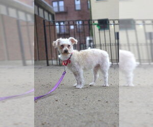 Poodle (Miniature) Dogs for adoption in Boston, MA, USA