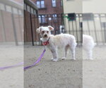 Small Poodle (Miniature)